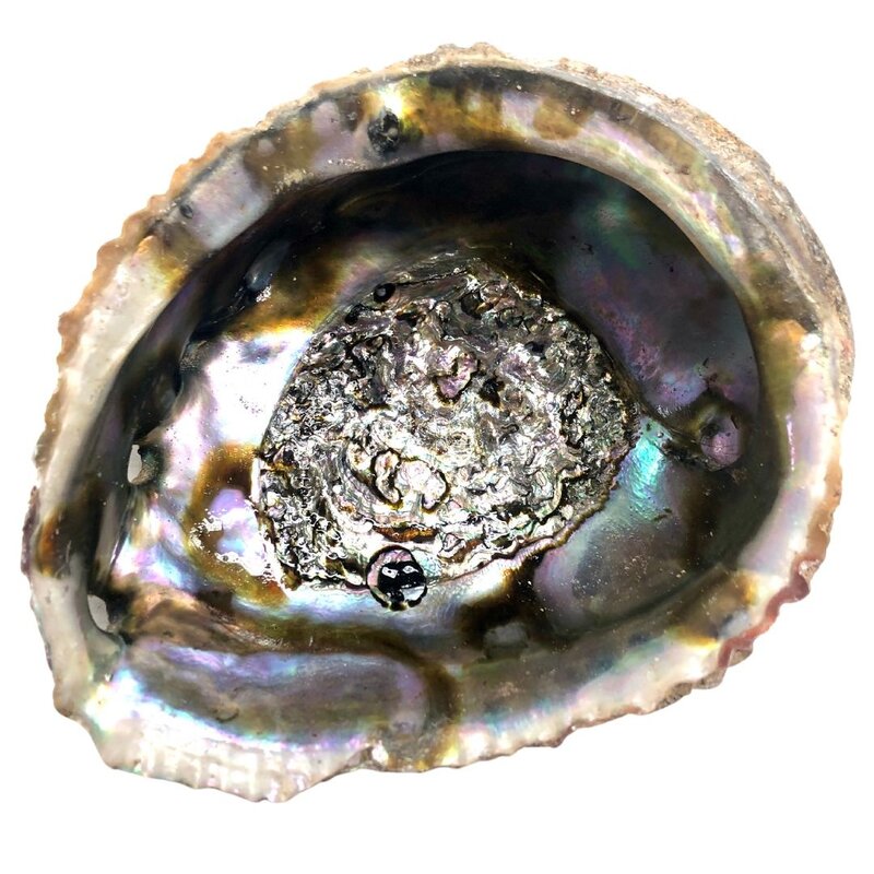 Terra Vita Abalone Smudge Schelp | Medium