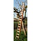 Ladder van 10 meter