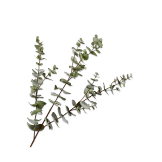Silk-ka Eucalyptus Tak Grijs 105 cm