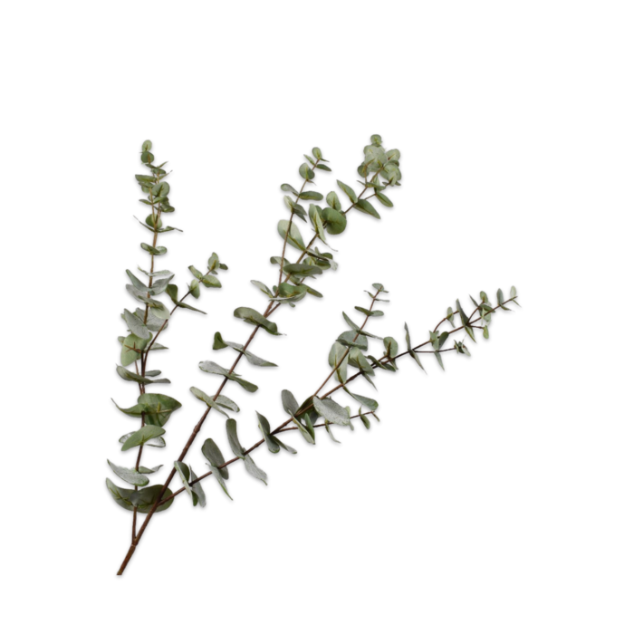 Silk-ka Eucalyptus Tak Grijs 105 cm