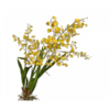 Oncidium Tak - Geel 103 cm