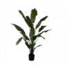 Strelitzia Groen 180 cm