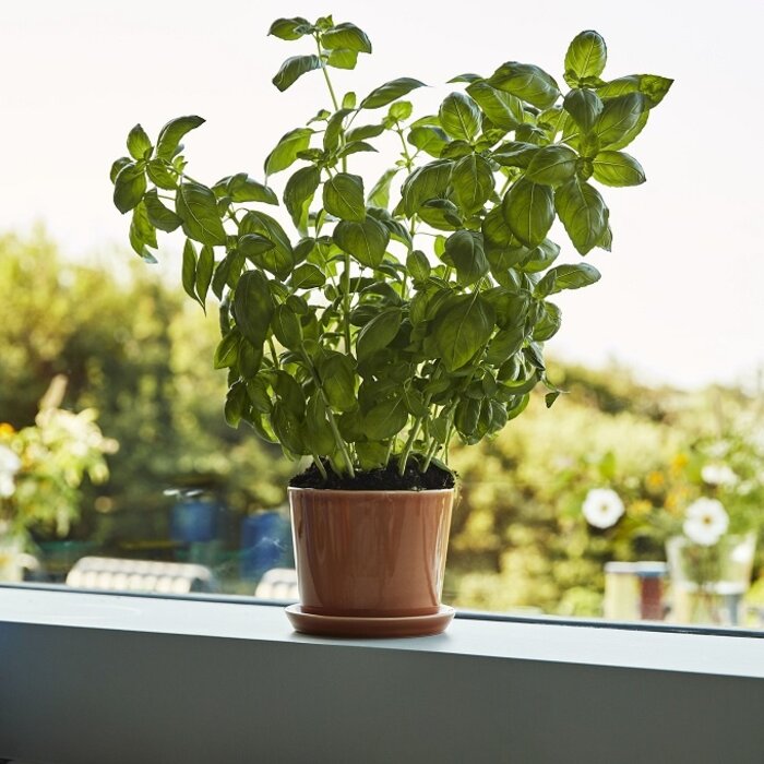 HAY Botanical Family Set Dusty Green