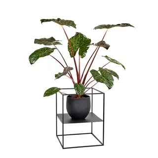 Serax Plantenrek XS Zwart Display