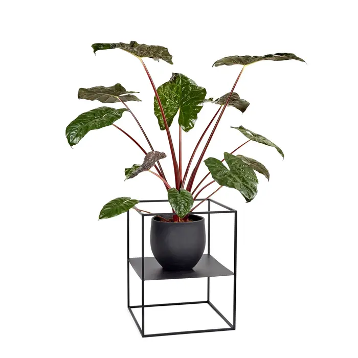 Serax Plantenrek XS Zwart Display