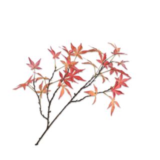 Silk-ka Esdoorn Tak Rood 110 cm
