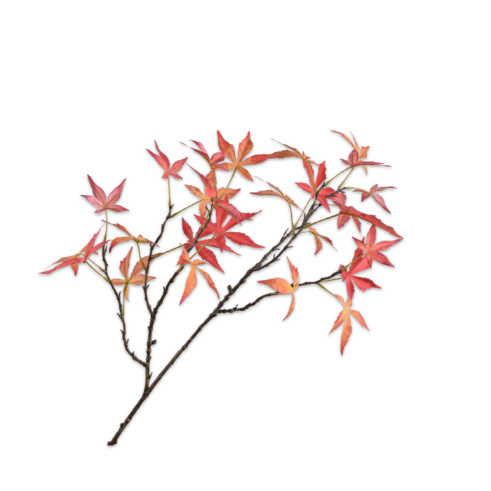 Silk-ka Esdoorn Tak Rood 110 cm