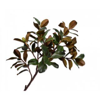 Silk-ka Magnolia Tak Groen/Mauve 152 cm