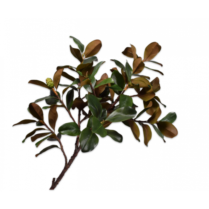 Silk-ka Magnolia Tak Groen/Mauve 152 cm