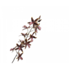 Oncidium Steel Groen/Bruin 109 cm