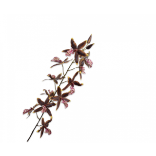 Silk-ka Oncidium Steel Groen/Bruin 109 cm