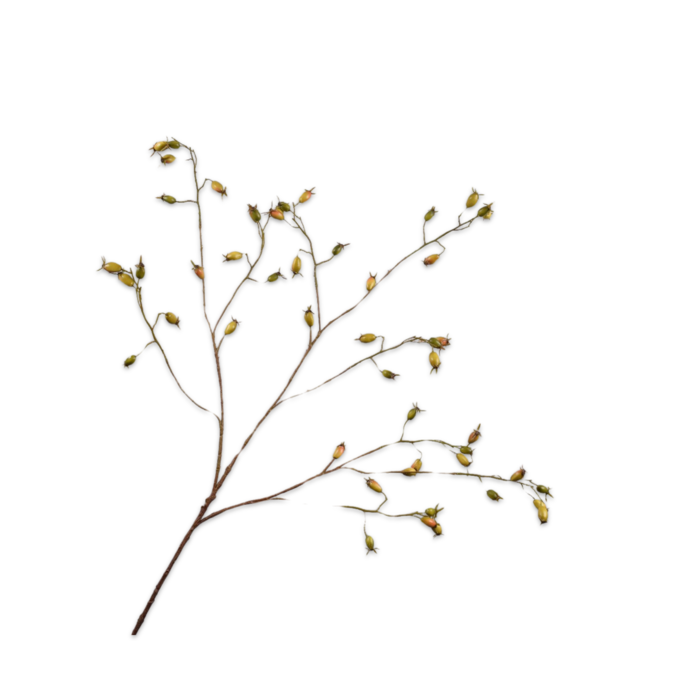 Silk-ka Rozenbottel Tak Groen 106 cm