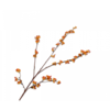 Celastrus Tak Oranje 109 cm