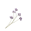 Leucocoryne Tak Lila 109 cm