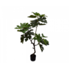 Vijg Groen 122 cm