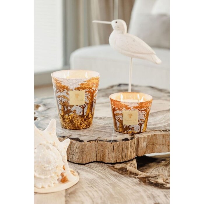 Baobab Collection Sacred Trees Cocody Geurkaars