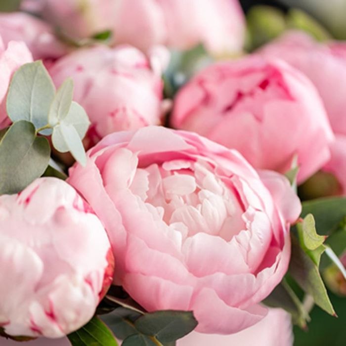 Dr. Vranjes Peonia Black Jasmine Diffuser