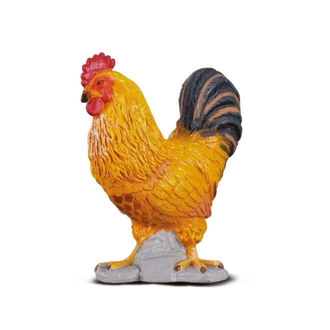 farm animal - rooster