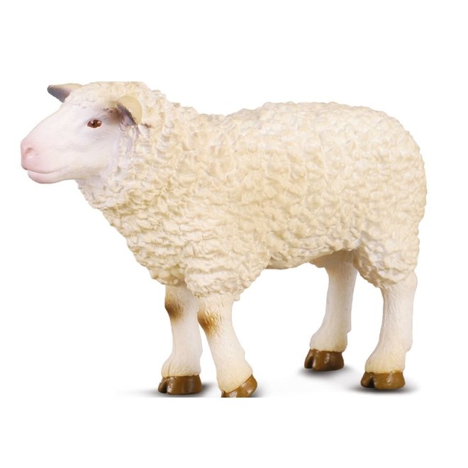 farm animal - sheep