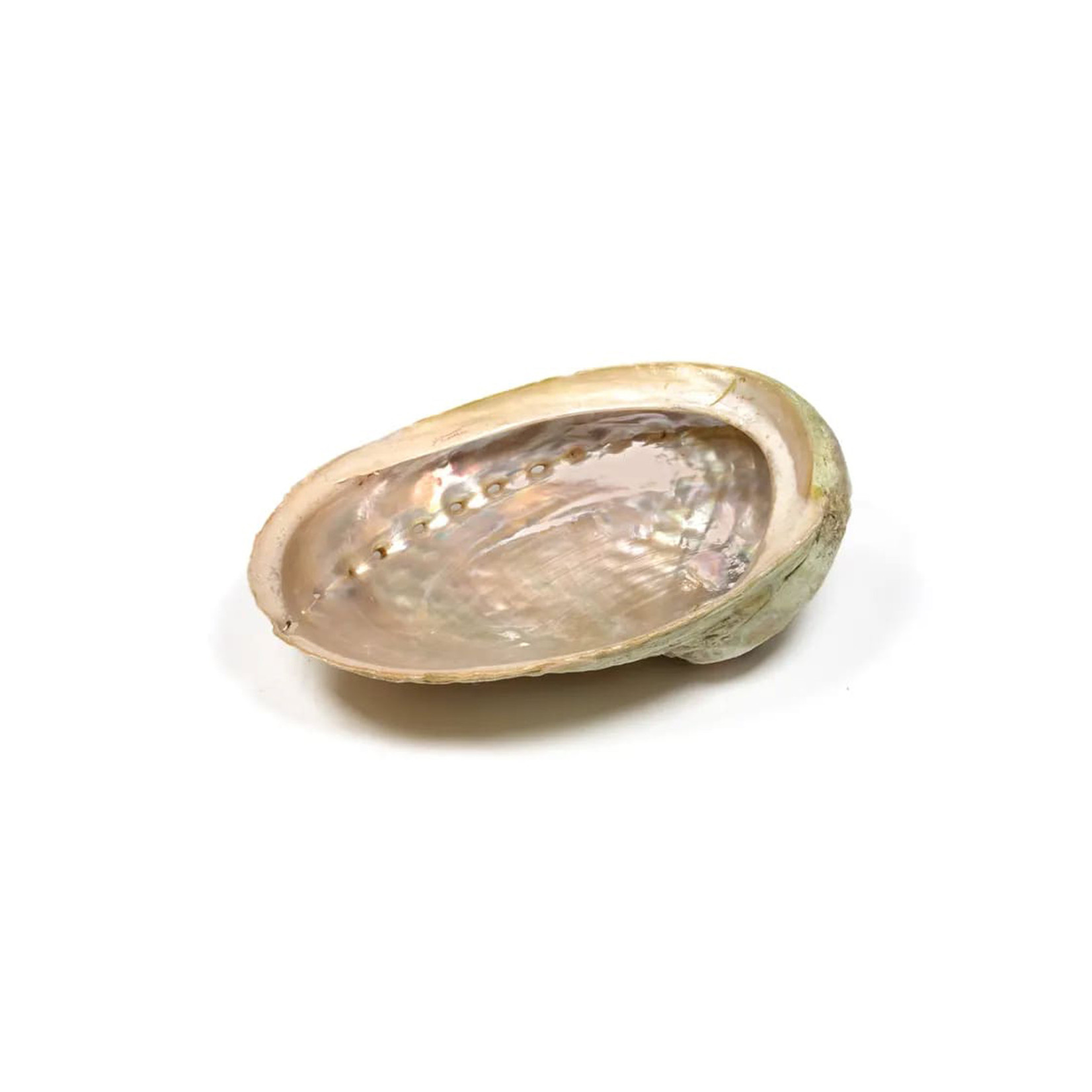 Abalone smudge schelp maat S