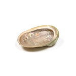 Abalone smudge schelp maat M