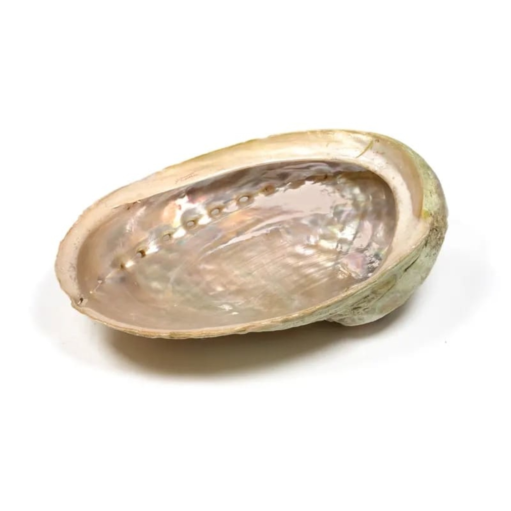 Abalone smudge schelp Haliotis XS