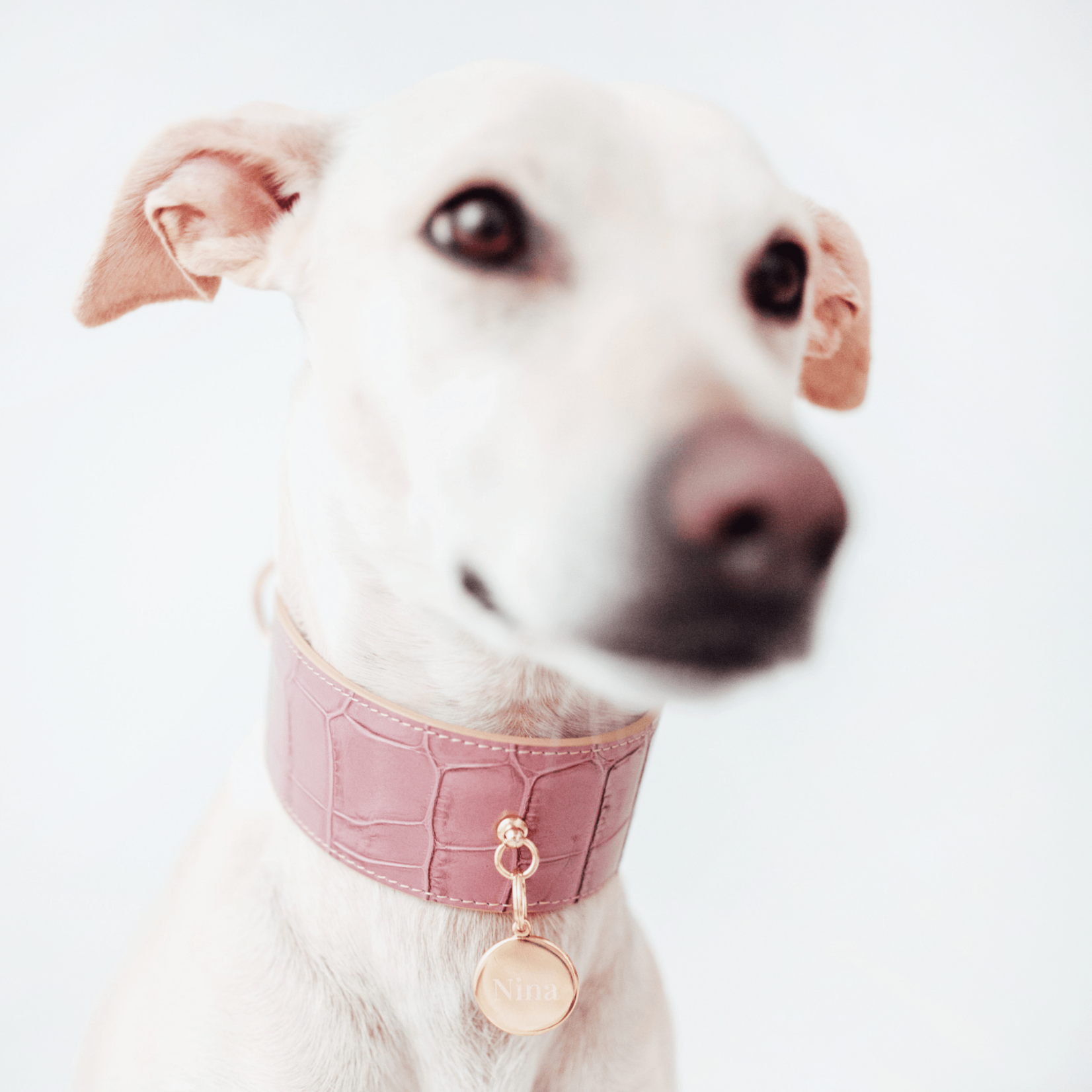 Branni Pets Lavender Duke Lia Collar