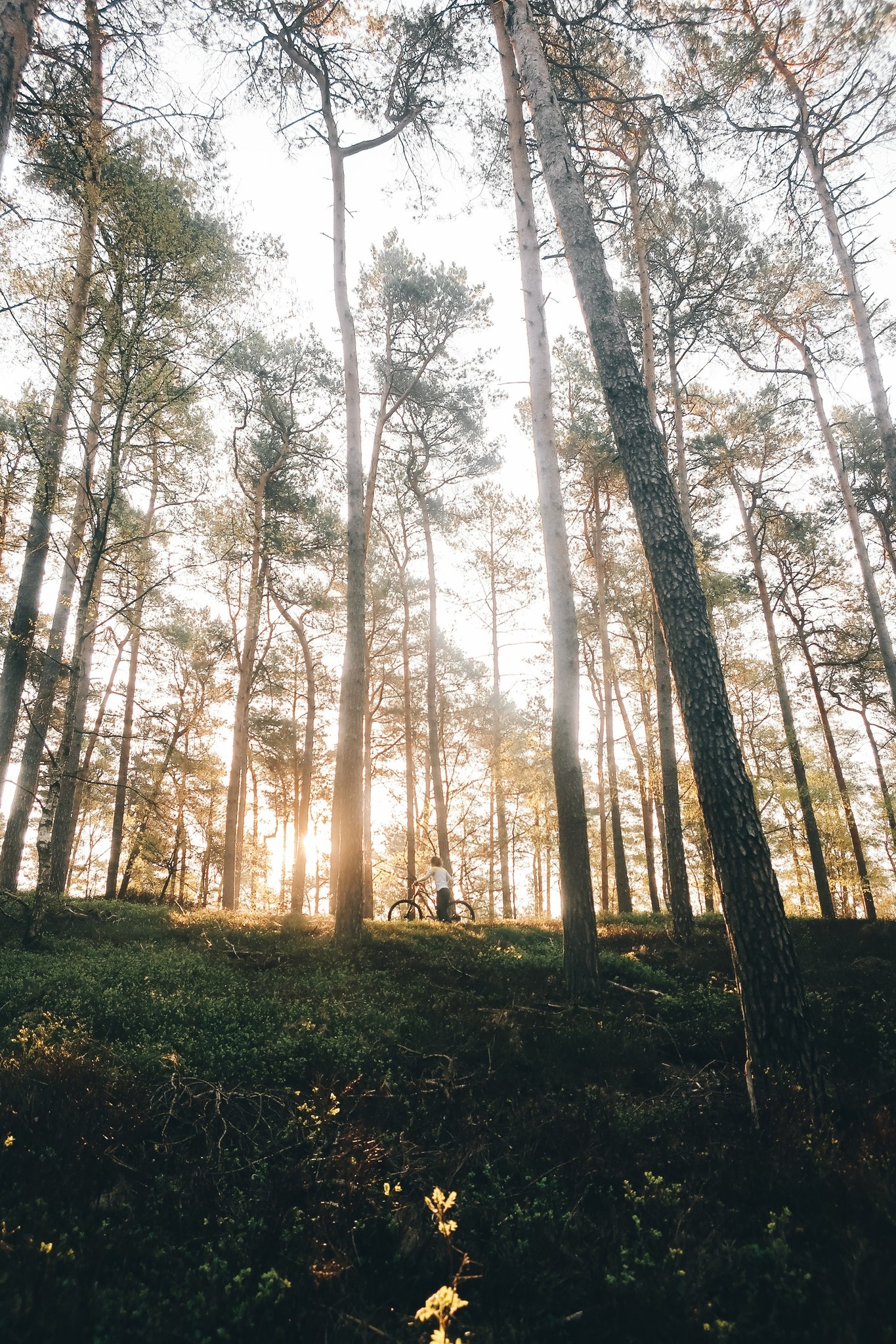 Populaire fietsroutes Noord-Brabant 