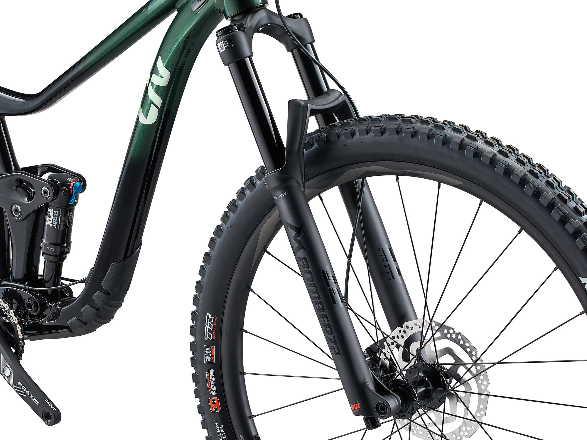 Liv Intrique 29 1 2024 Kelp Forest