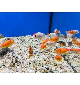 Büffelrücken - Carassius auratus "ranchu"