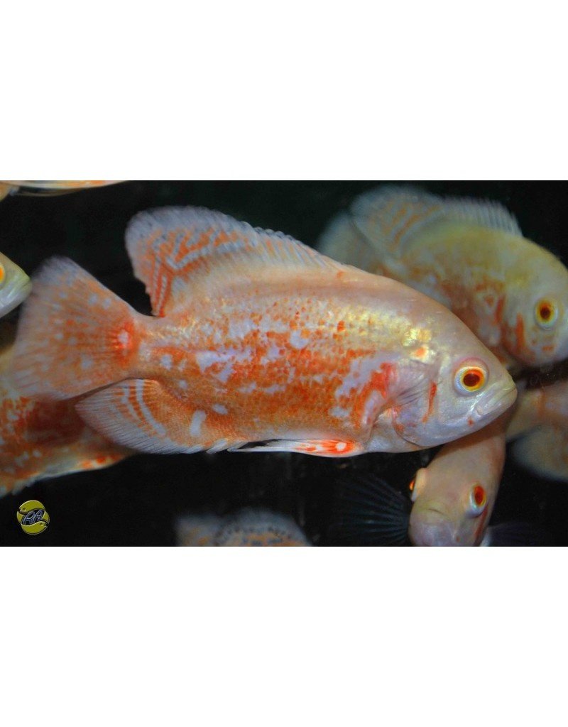 Pfauenaugen Buntbarsch - Astronotus cellatus "Albino"