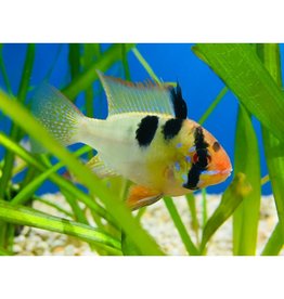 Südamerikanischer Schmetterlingsbuntbarsch - Mikrogeophagus ramirezi
