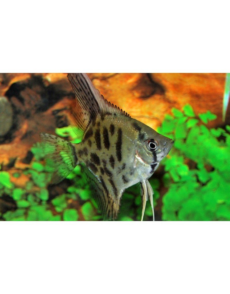 Skalar - Pterophyllum scalare "Leopard"