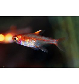 Funkensalmler - Hyphessobrycon amandae