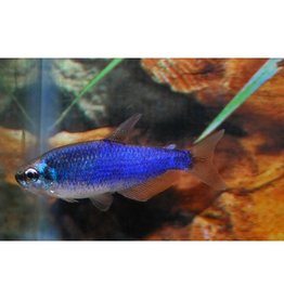 Königssalmler - Inpaichthys kerri "super blue"