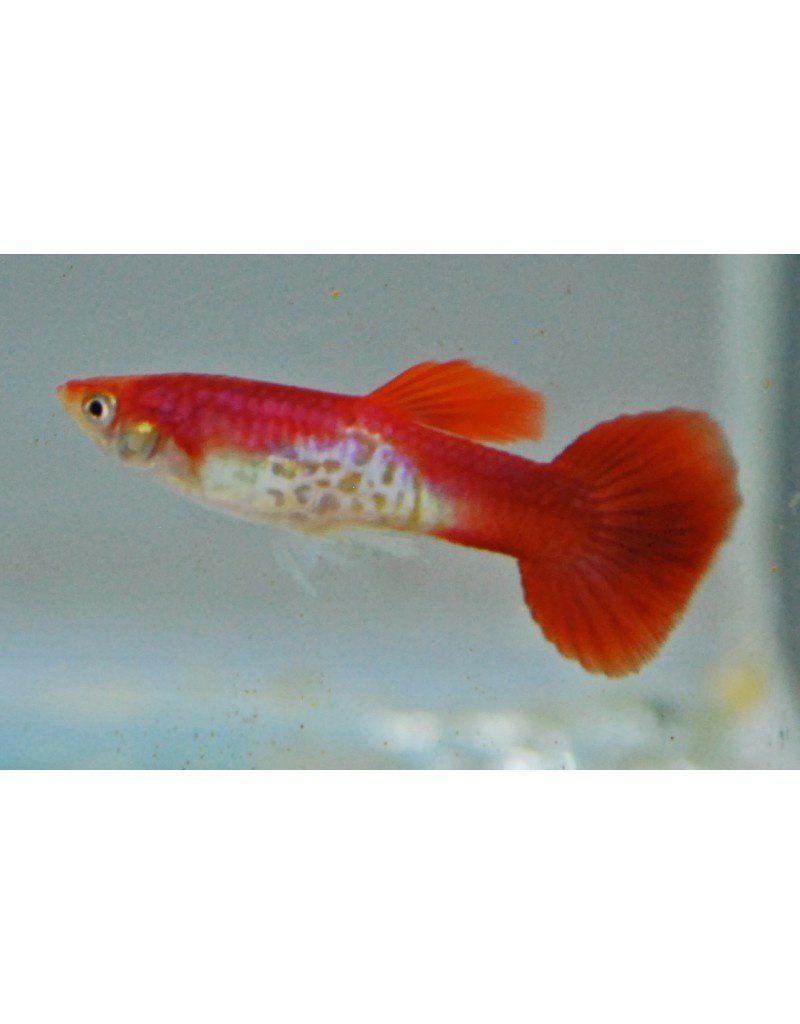 Guppy Männchen - Poecilia reticulata "Schlangenhaut Flamingo rot"