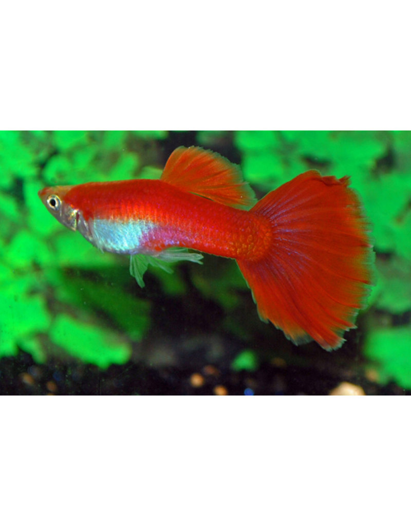 Guppy - Poecilia reticulata "Flamingo rot"