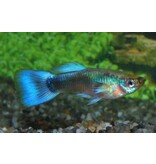 Guppy Männchen - Poecilia reticulata "Neon blau"
