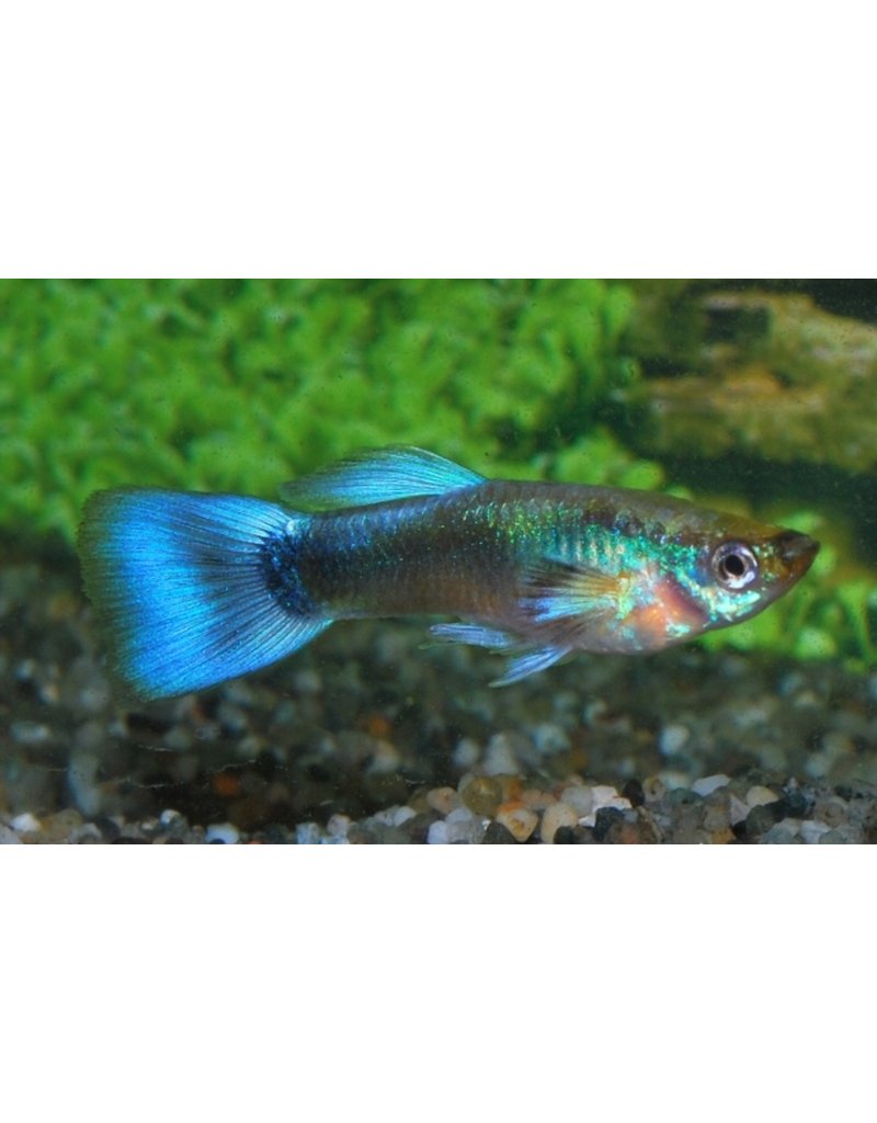 Guppy - Poecilia reticulata "Neon blau"