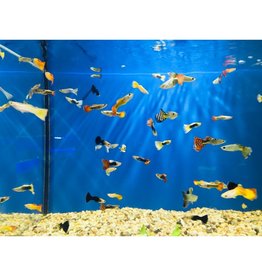 Guppy Männchen - Poecilia reticulata "gemischt"