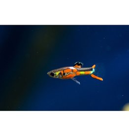 Guppy Endler - Poecilia wingei "Red chest"