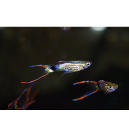 Guppy Männchen - Poecilia wingei "Schlangenhaut grün"