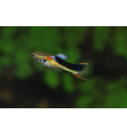 Guppy Männchen - Poecilia wingei "Halb tuxedo gelb"