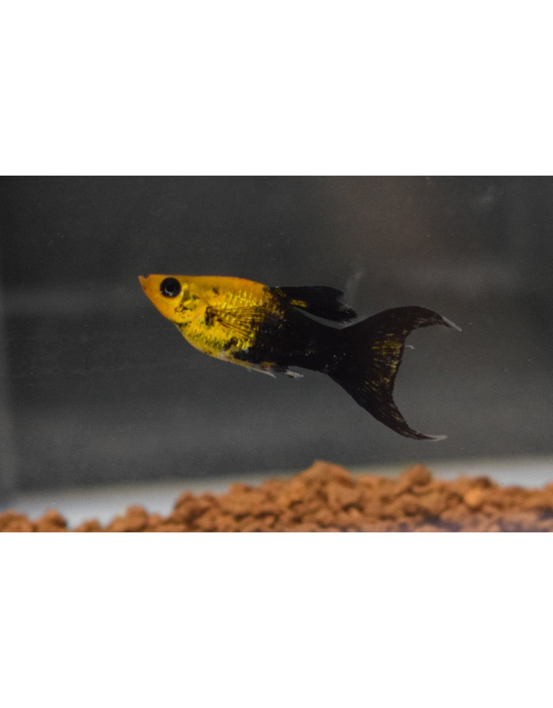 Molly - Poecilia sphenops "Goldstaub tuxedo schleier"