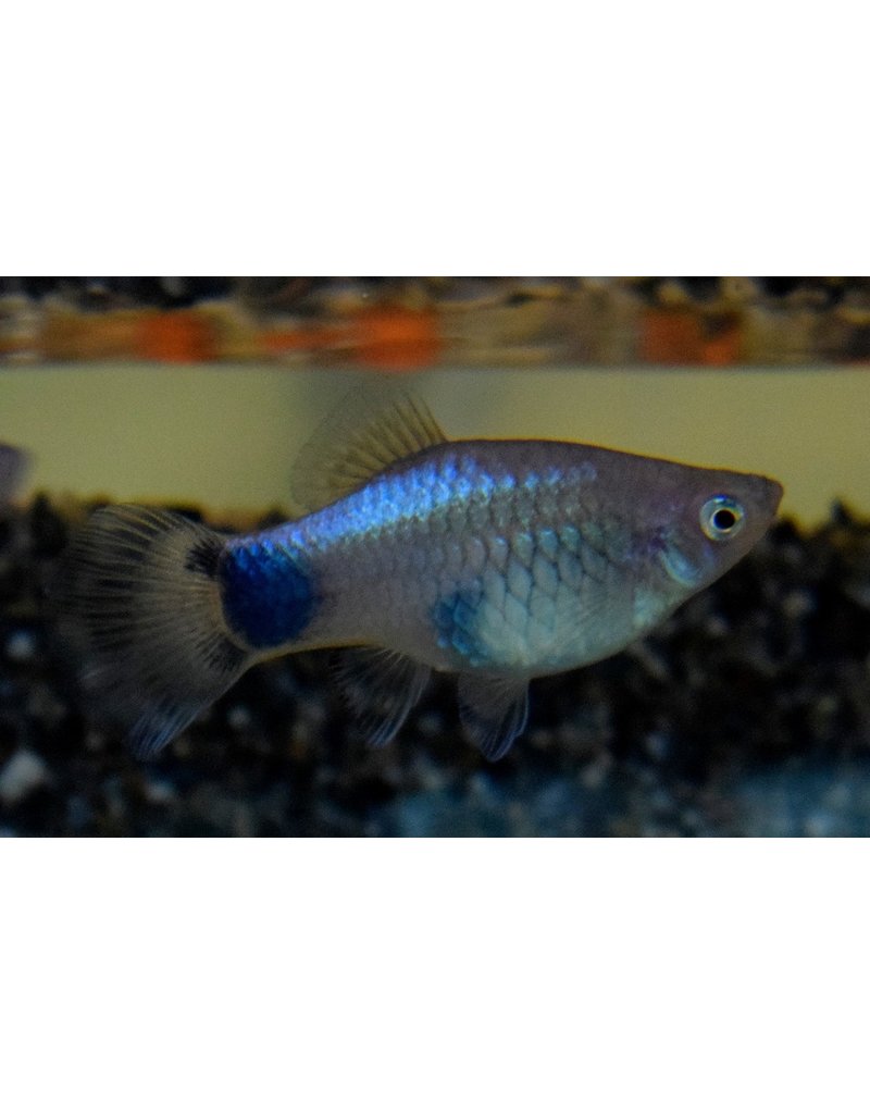 Platy - Xiphophorus maculatus Blau Mickey Mouse - kaufen im Aqua