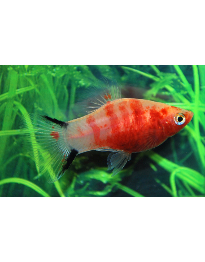 Platy - Xiphophorus maculatus "Bleeding heart"