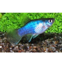 Platy - Xiphophorus maculatus "Neon Blau"