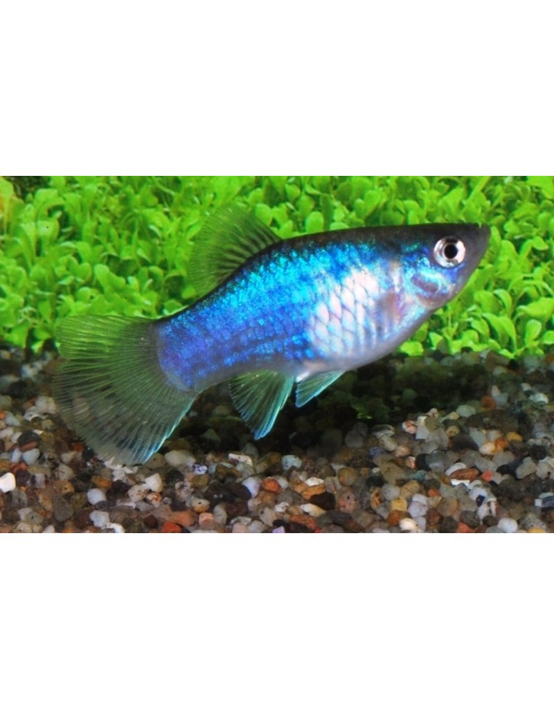 Platy - Xiphophorus maculatus "Neon Blau"