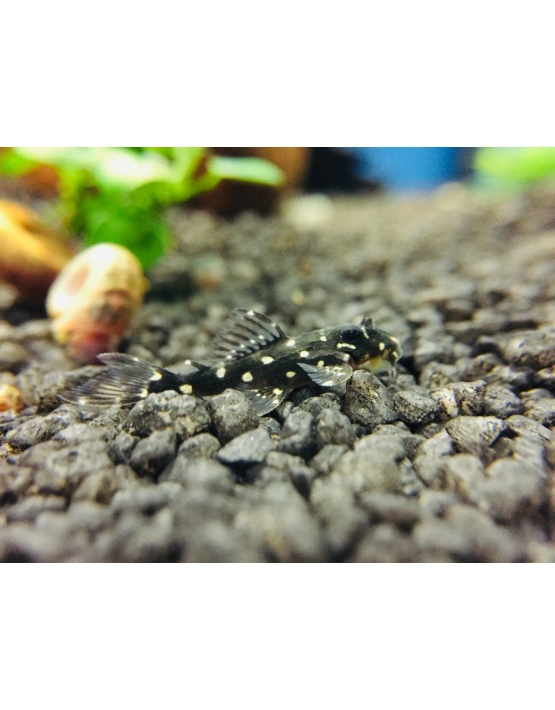 Orinoco Engelsharnischwels - Hypancistrus inspector L201