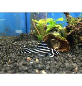 Zebrawels - Hypancistrus zebra L46